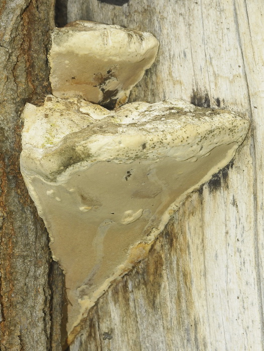 Aphyllophorales romano